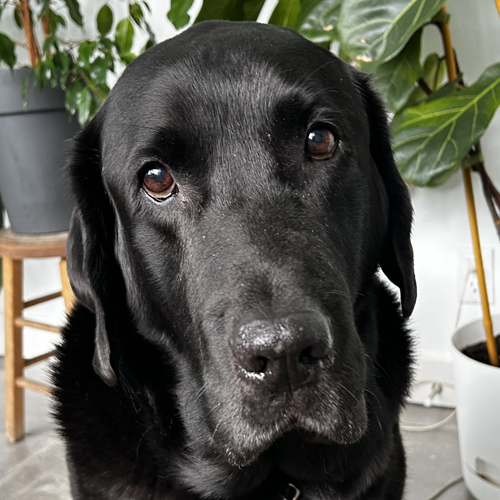 Chat Portrait